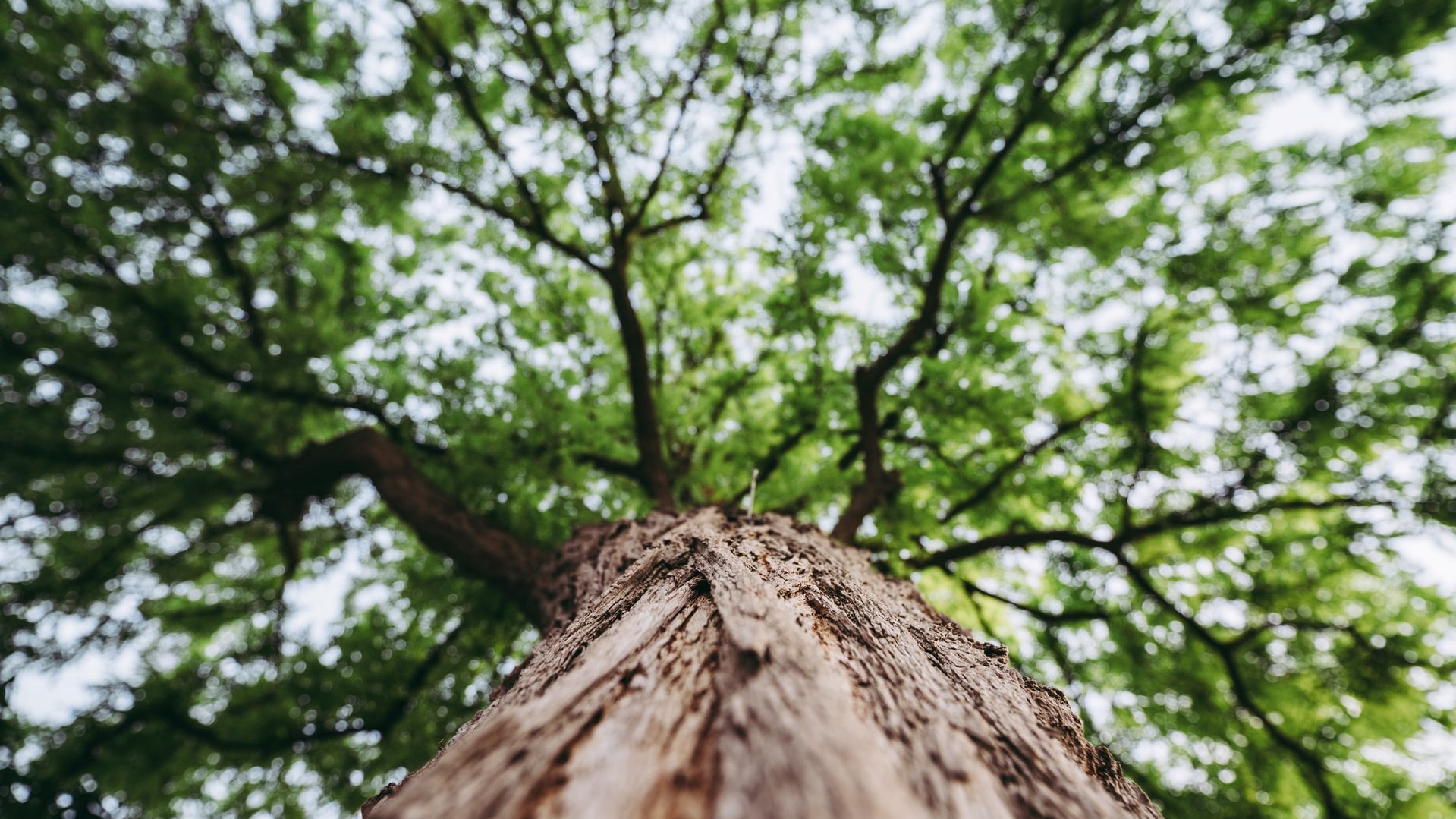 Overview of Ant Forest Initiative's Environmental and Social Performance