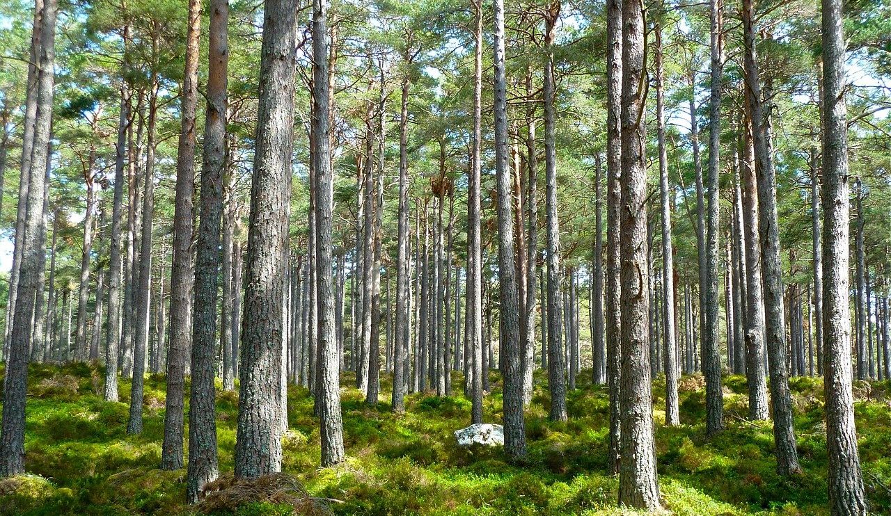 China to Establish Ecology Monitoring Network Before 2025