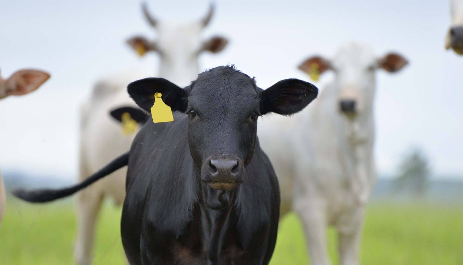 Singapore's Temasek Sets up Sustainable Food Arm to Support Food Tech Firms