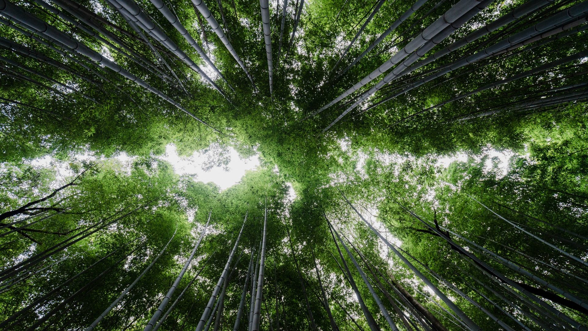 Japan Trials Artificial Photosynthesis for Green Hydrogen
