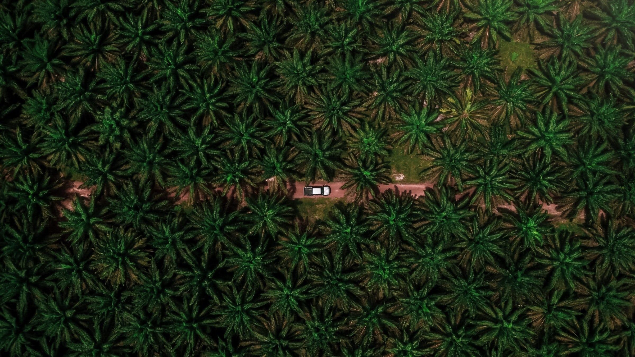 Malaysia’s DiBiz Launches Online Trading Platform for Sustainable Palm Oil