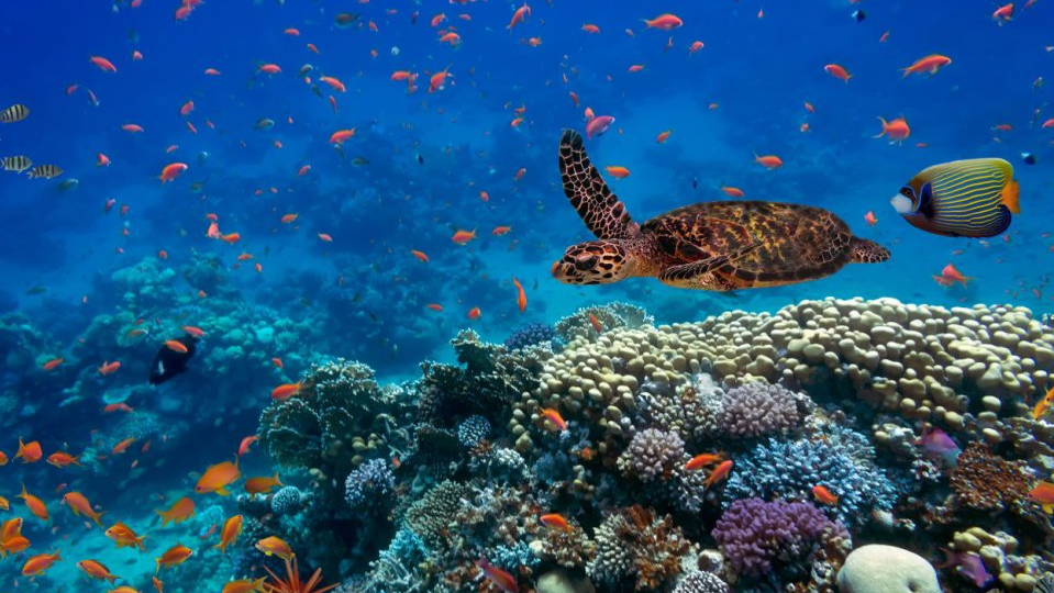 HSBC Launches Discretionary Biodiversity Mandate in Asia