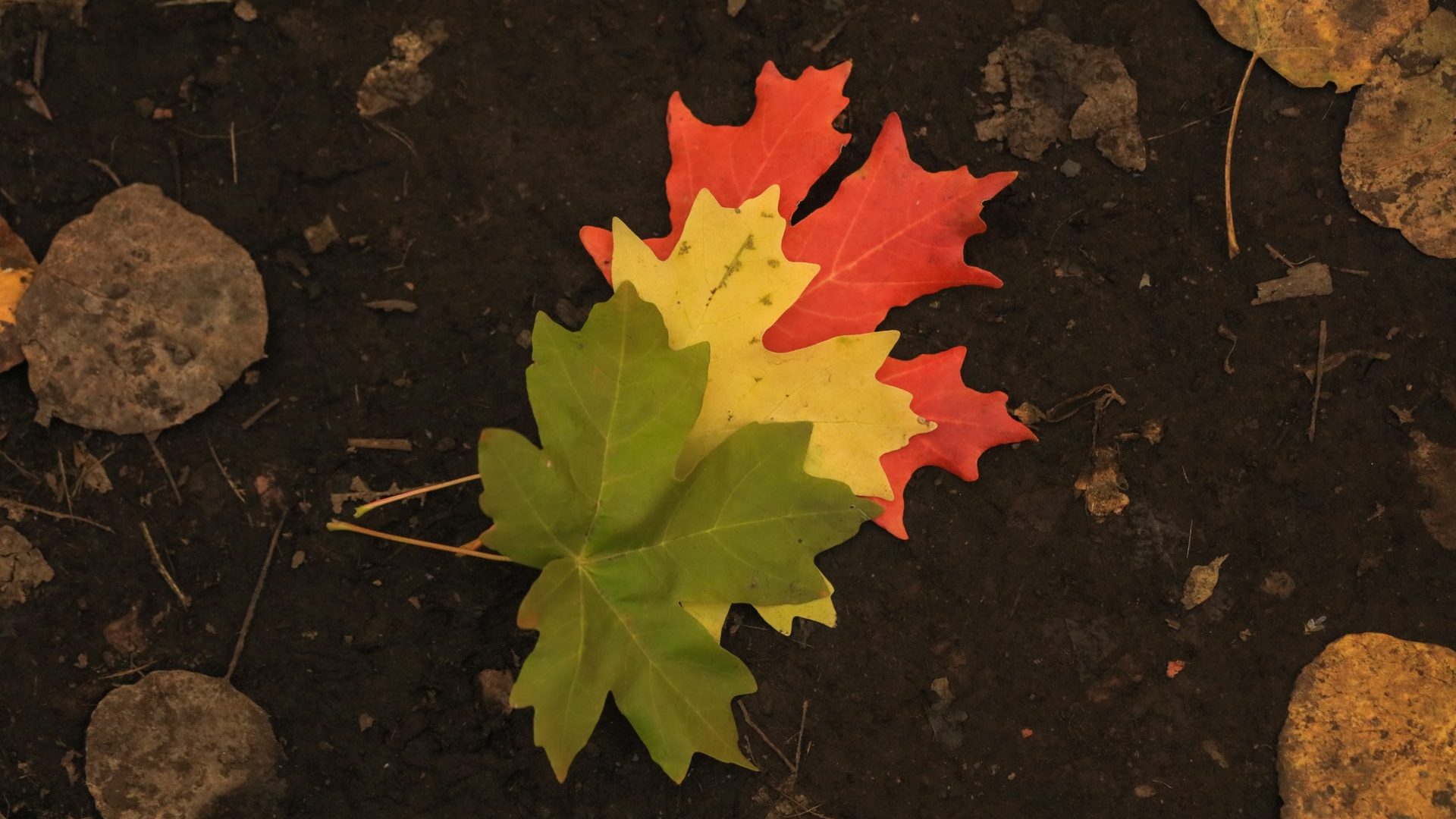 INSIGHTS | Transition Finance: Funding the Green Transformation