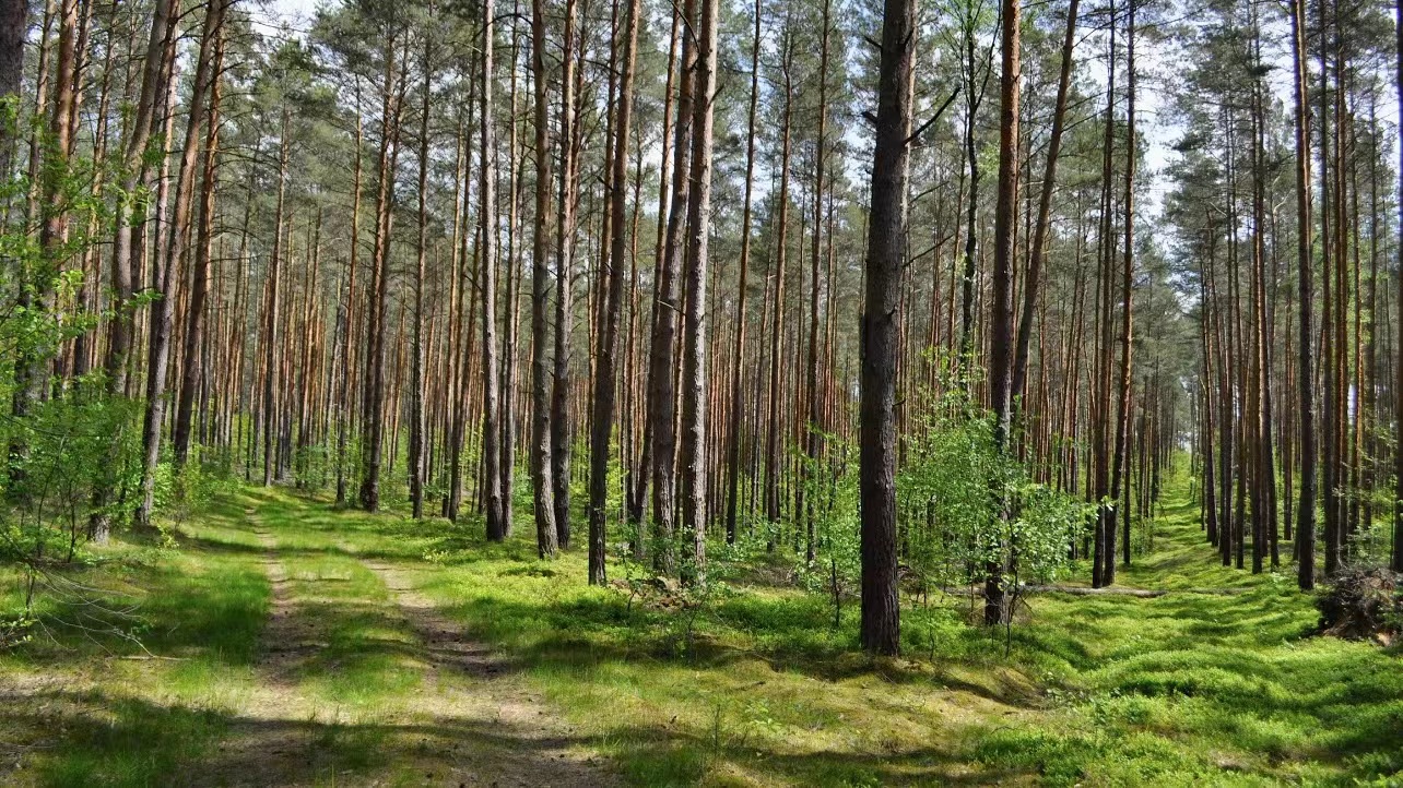 Brazil, Indonesia, and DRC Join Hands in Forest Conservation