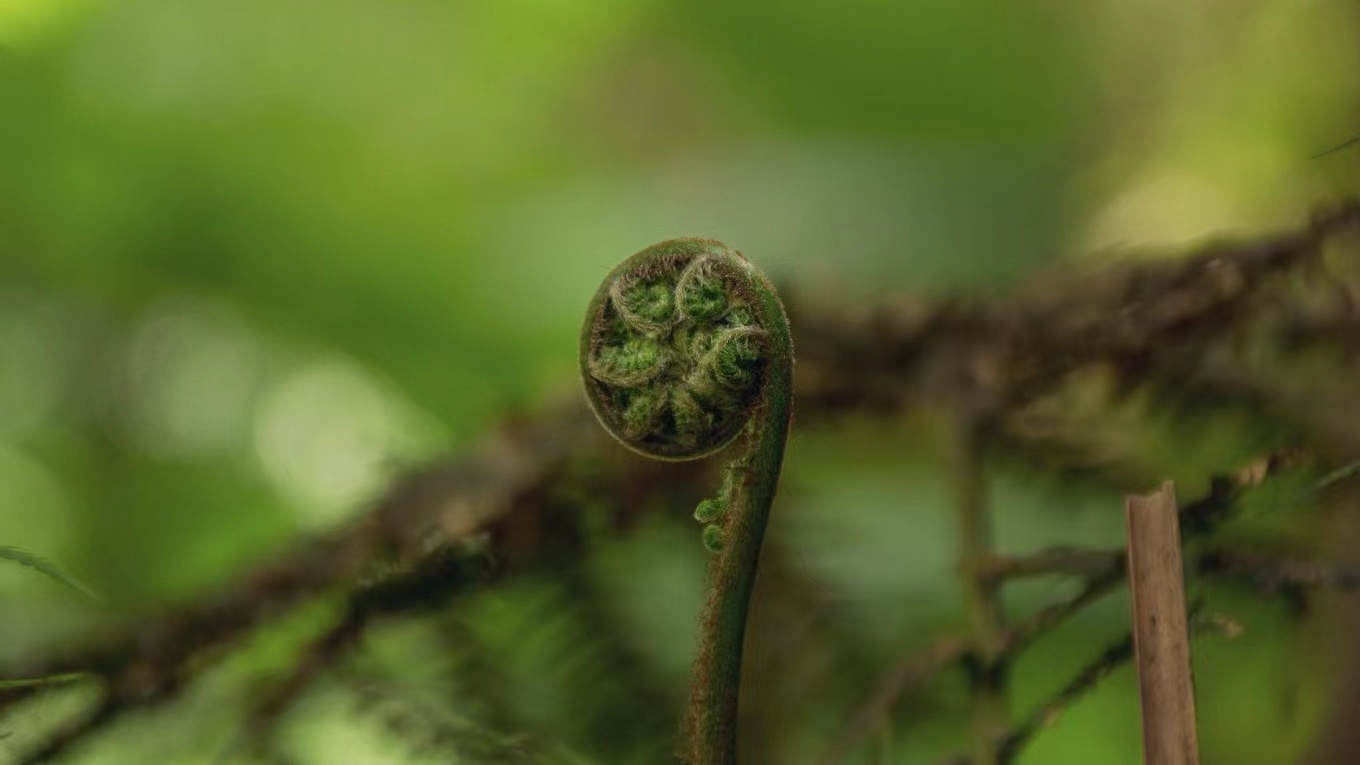 APEC Leaders Agree on Bangkok Goals for Sustainability