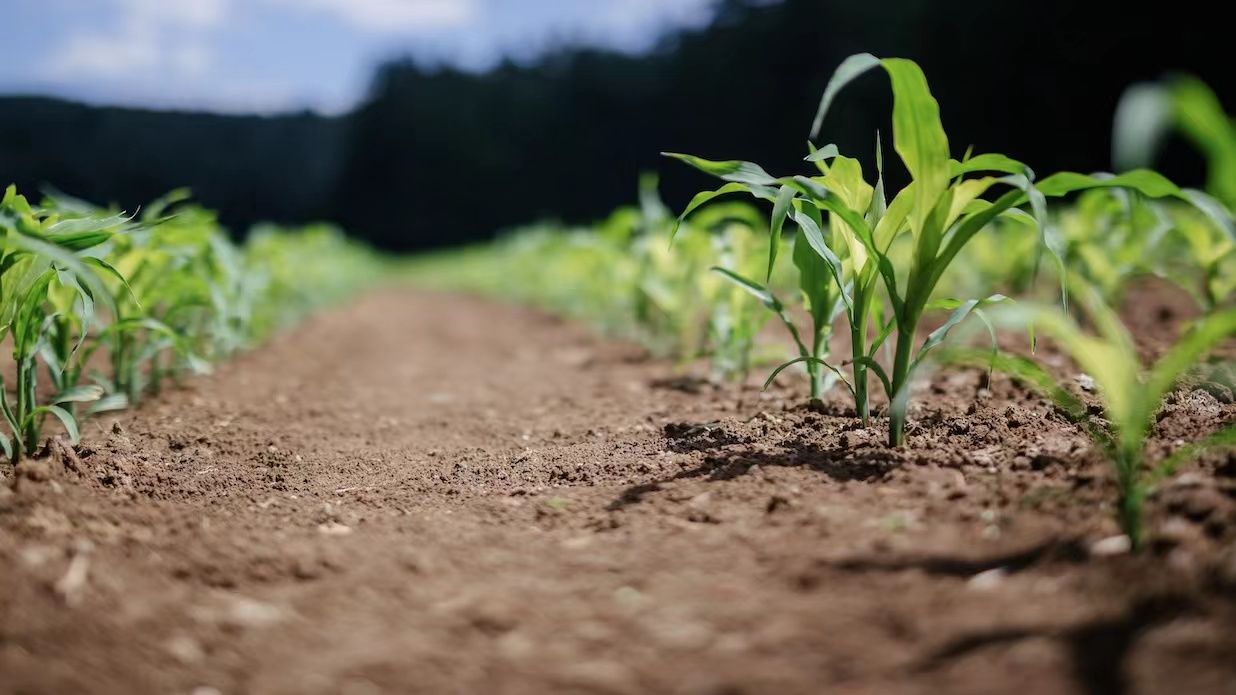 Singapore Publishes New Agri-Food Standards for Green and Sustainable Produce