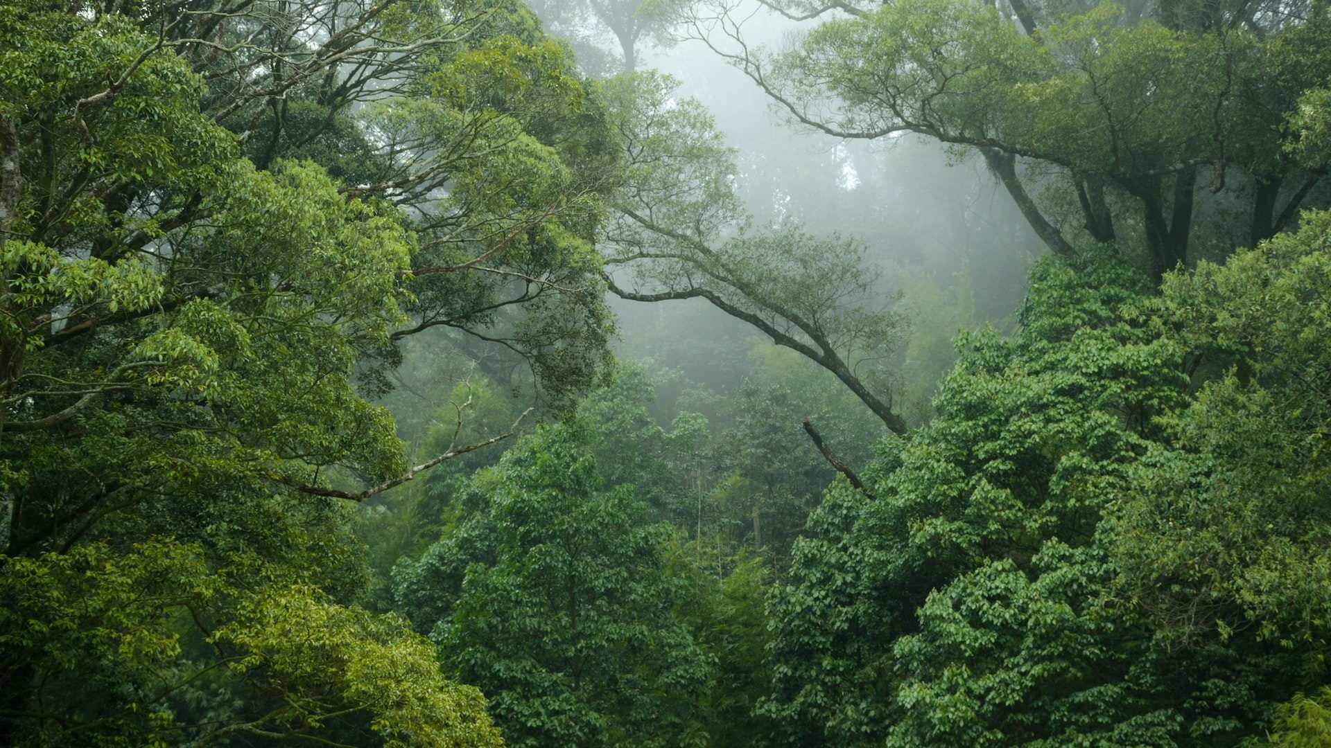 INSIGHTS | Carbon Offsets for Net-Zero: How to Do It Right?