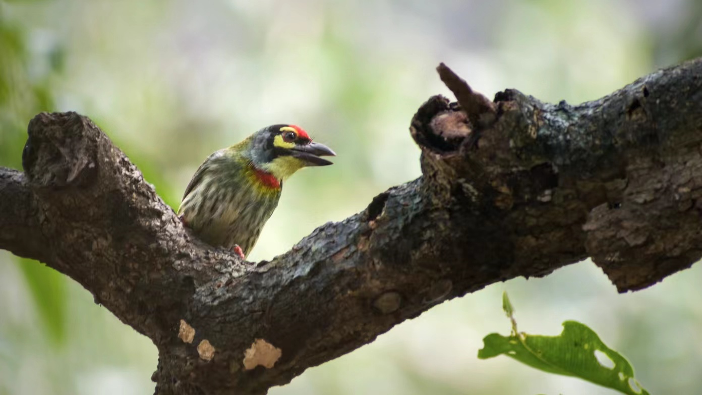 Iberdrola to Achieve Net Positive Impact on Biodiversity by 2030