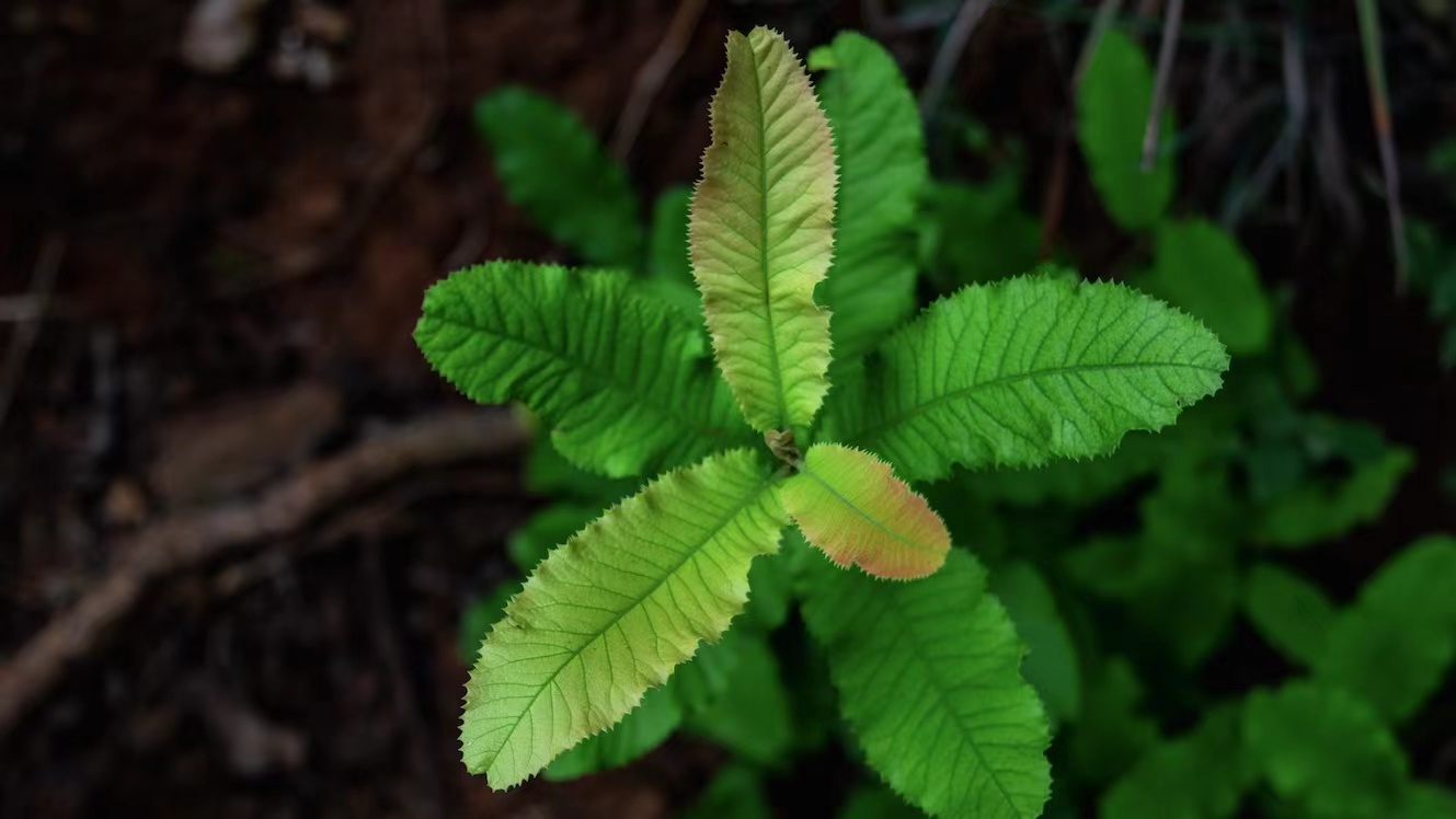 Siam Cement to Allocate USD2.89bn for Renewable Energy and Decarbonization