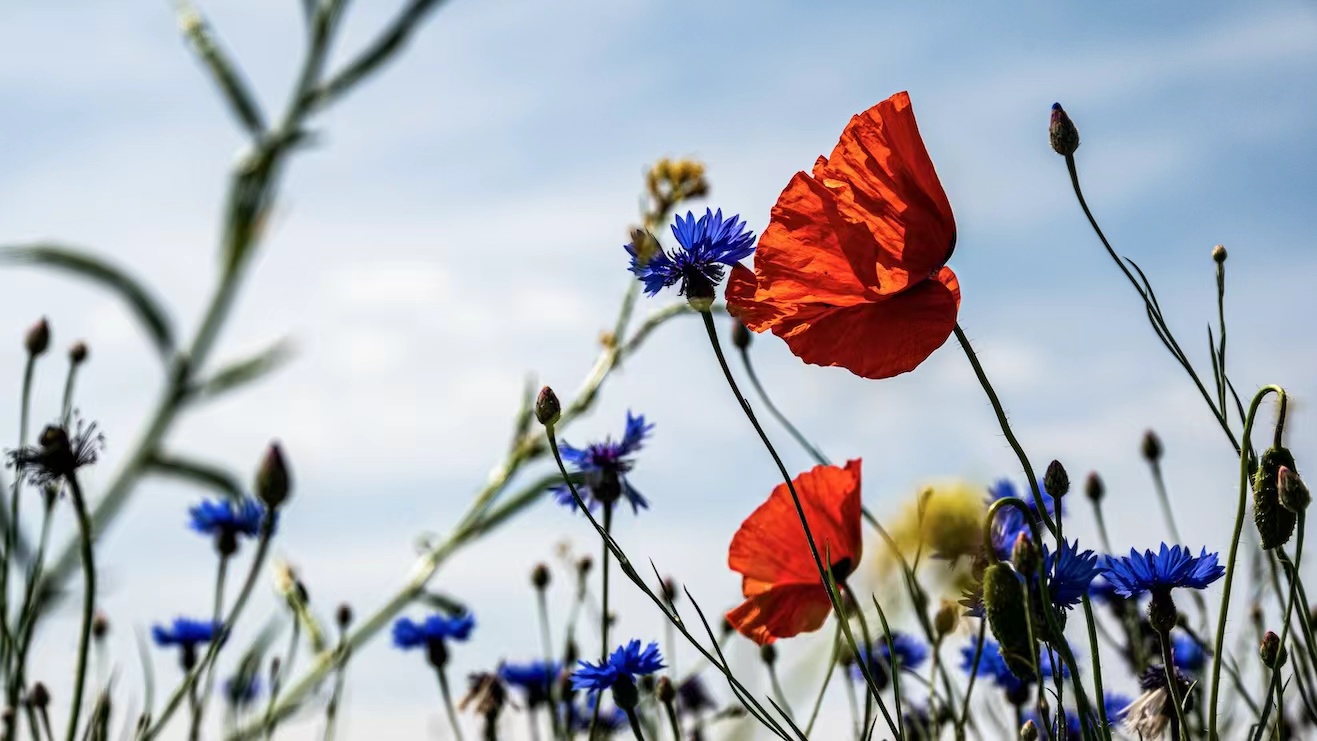 Nations Reach Deal to Protect Biodiversity at COP15