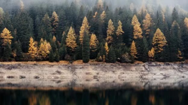 EU to Rule Out Deforestation-related Products