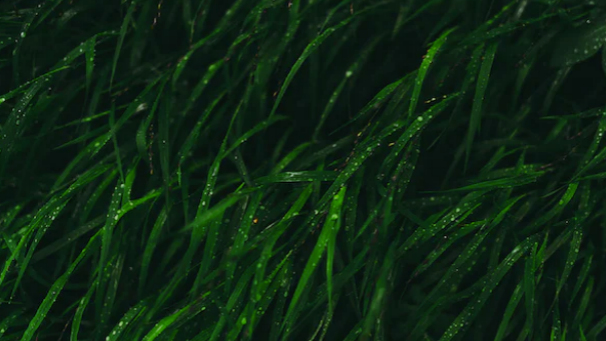 Exxon Mobile Curtails Funding for Algae Biofuel Research