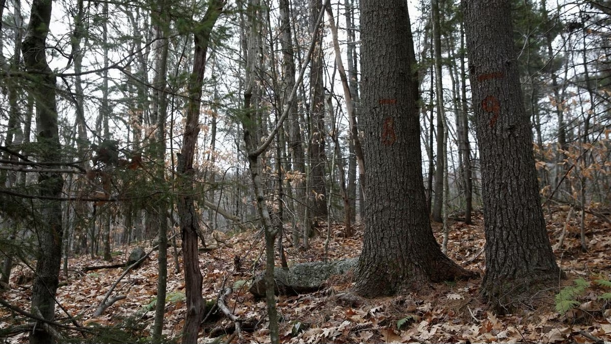 Global Initiative Launches Standard to Evaluate Companies' Climate Claims and Carbon Offsets