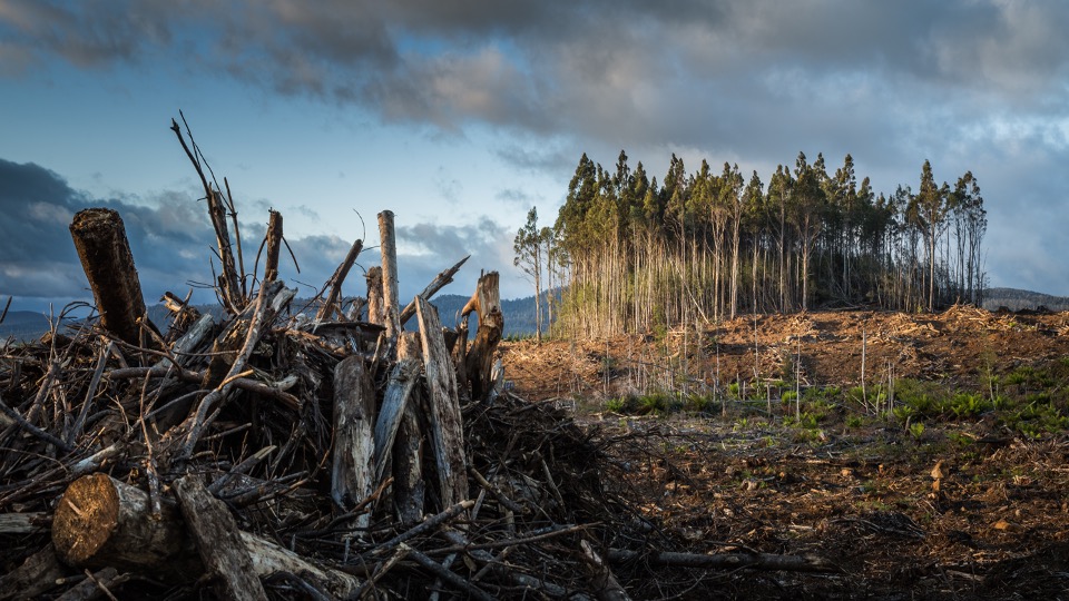 INSIGHTS | High Economic Dependence on Nature Urges Consolidation of Nature-Related Frameworks to Mitigate Environmental Impacts.
