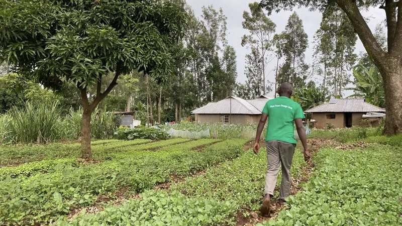 Microsoft Purchases 350,000 Carbon Removal Credits from Kenyan Agroforestry Project