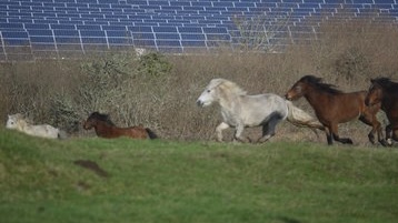 Microsoft Signs 400-MW PPA to Utilize Solar Energy in Texas