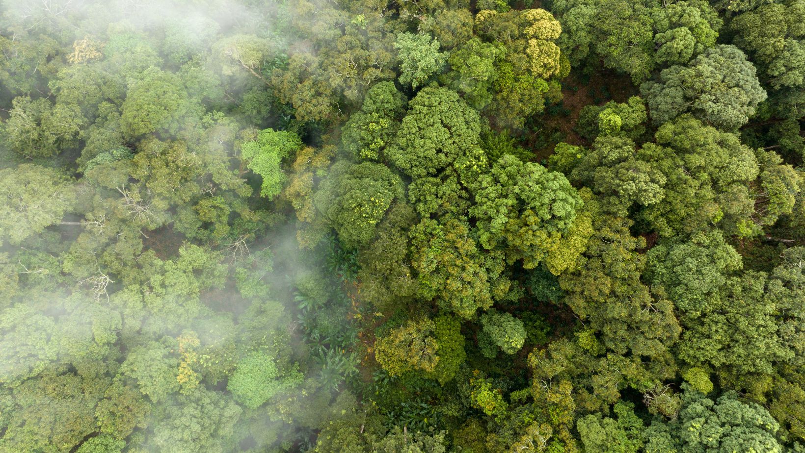 Mastering CDP Reporting: Guide to Boost Environmental Accountability