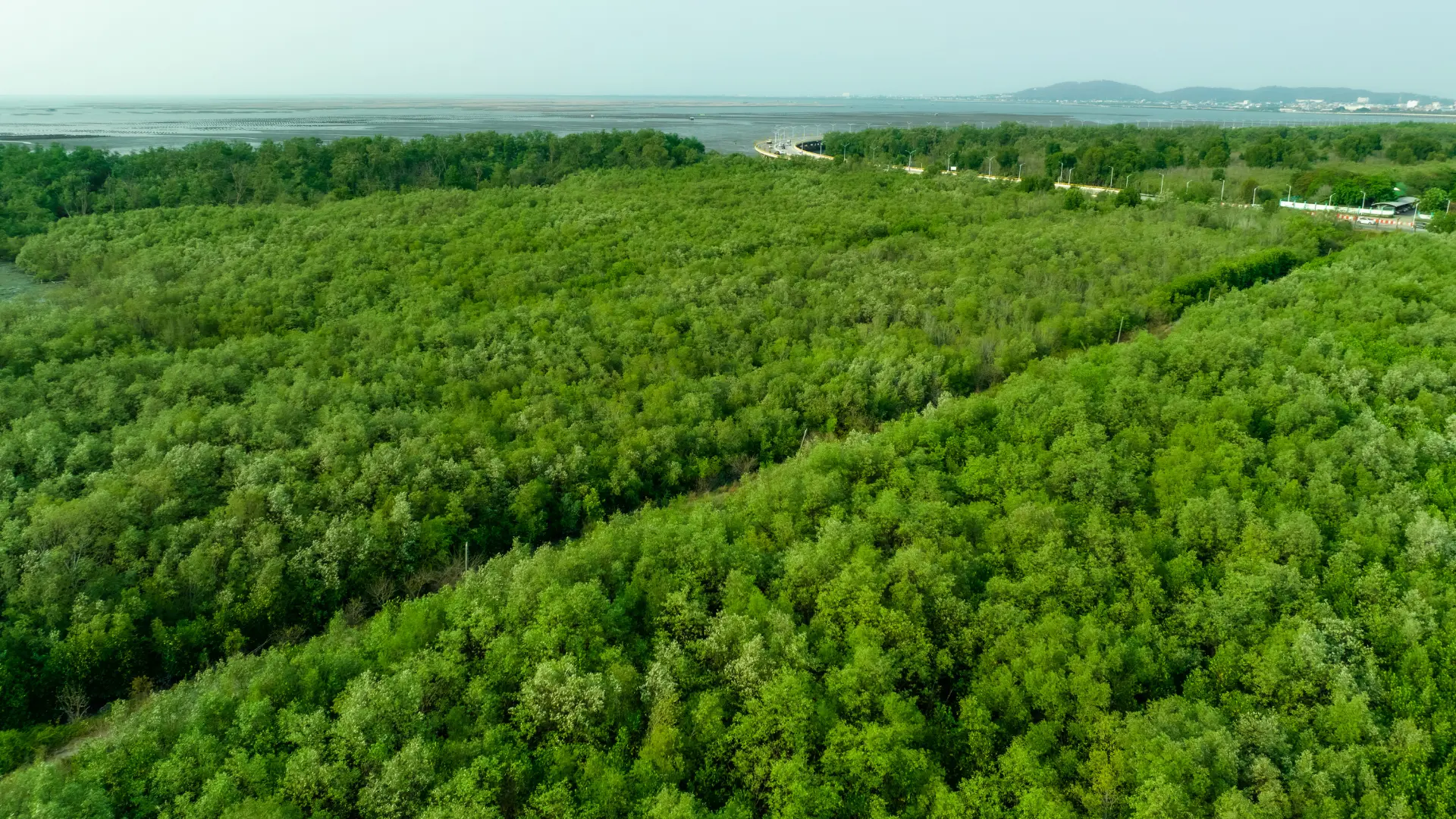 Carbon-Neutral vs. Net-Zero: Key Differences