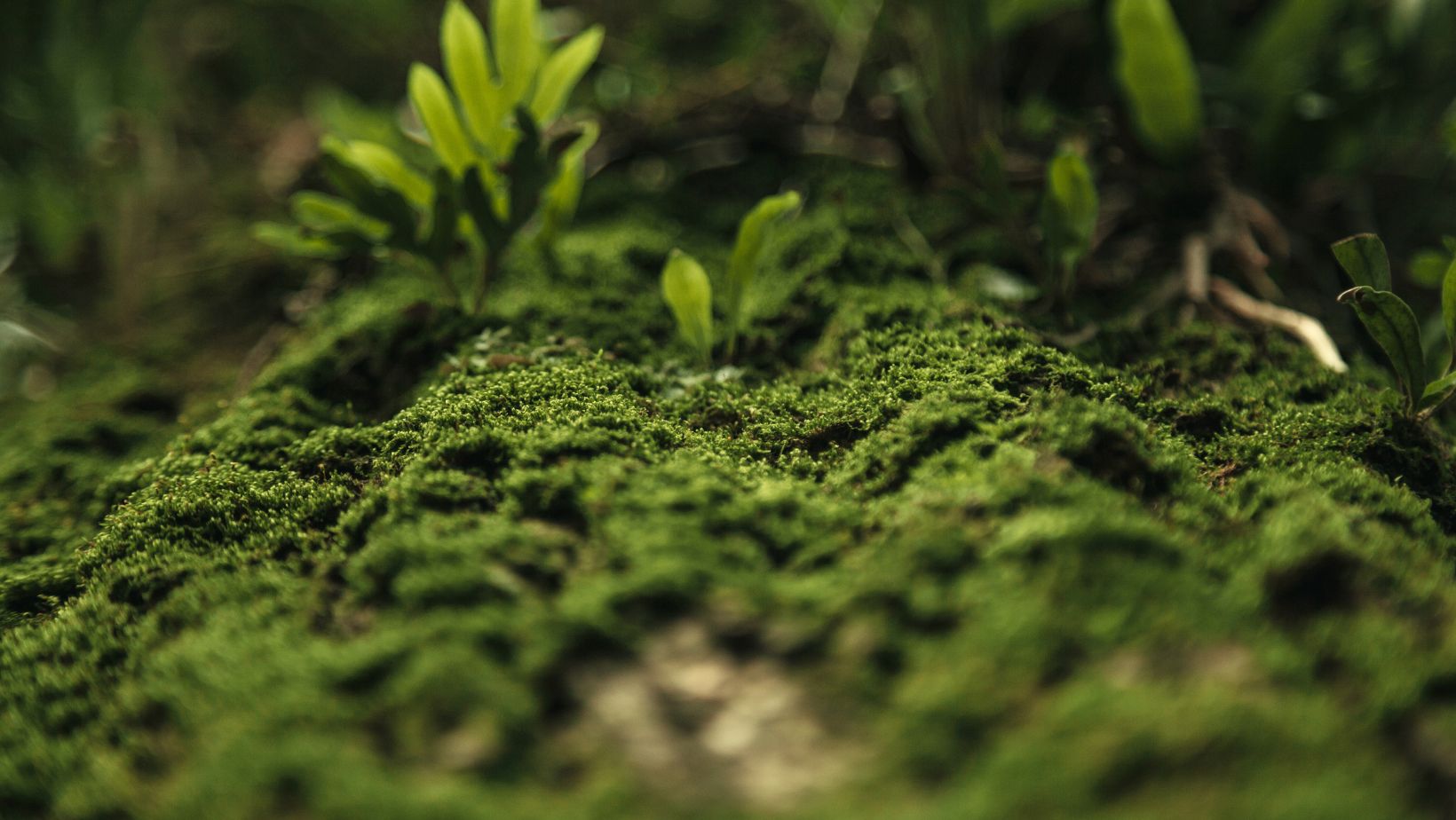 SBTi to Update Guidance on Environmental Attribute Certificates and Carbon Credits