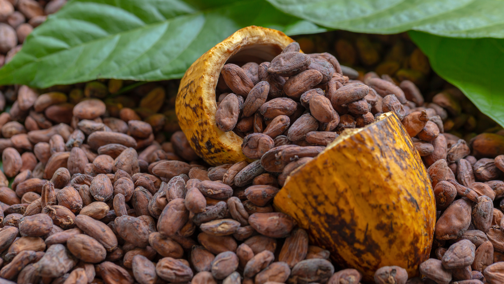 EU’s CSDDD and EUDR to Reshape Uganda’s Coffee and Cocoa Exports