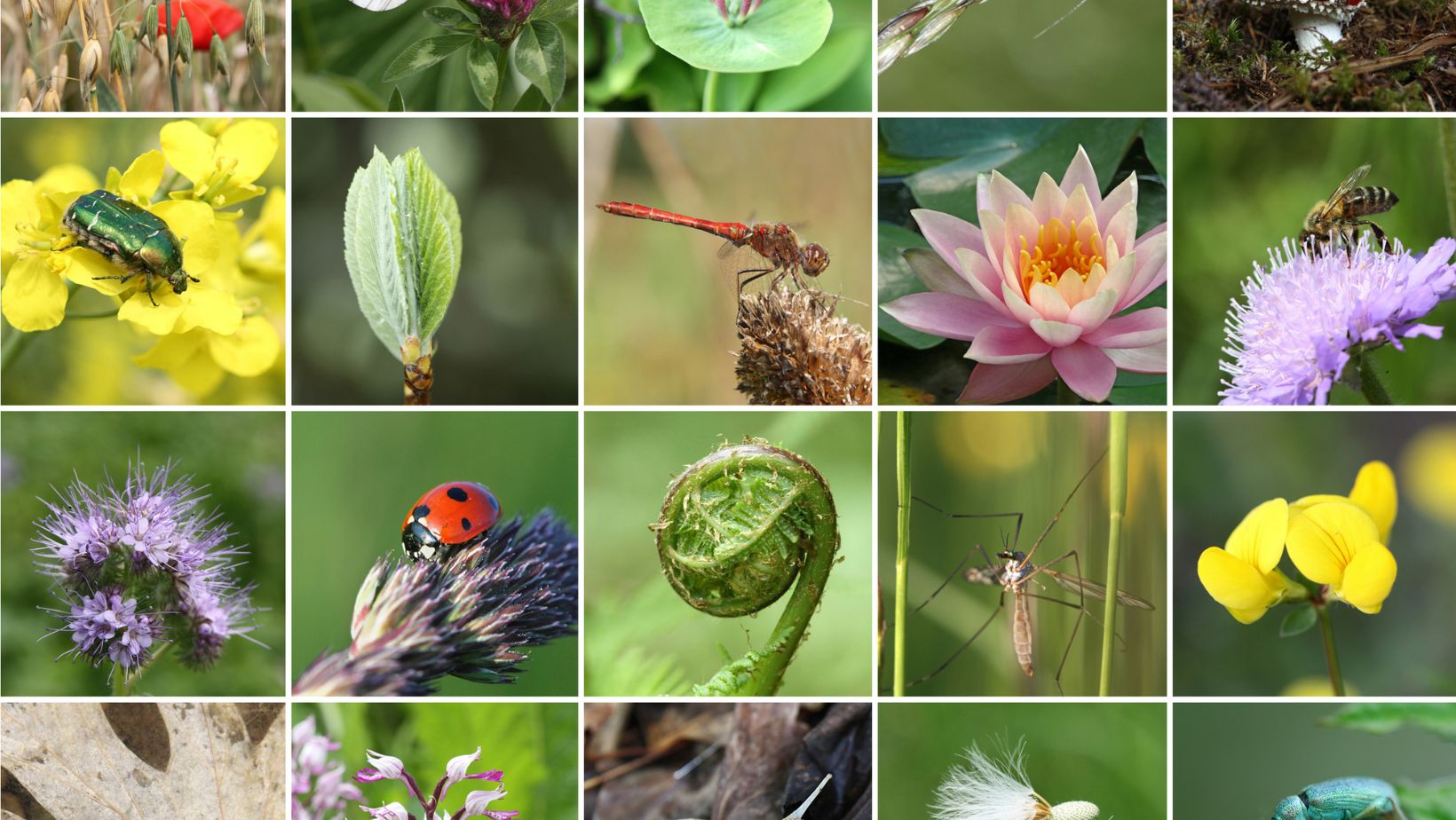 GRI and TNFD Introduce Interoperability Mapping Tool to Enhance ESG Reporting