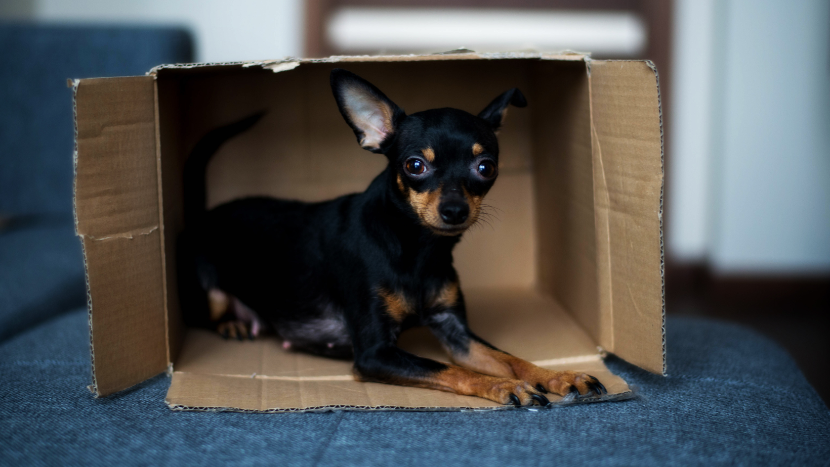 Sustainability Strategies in the Pet Food Industry