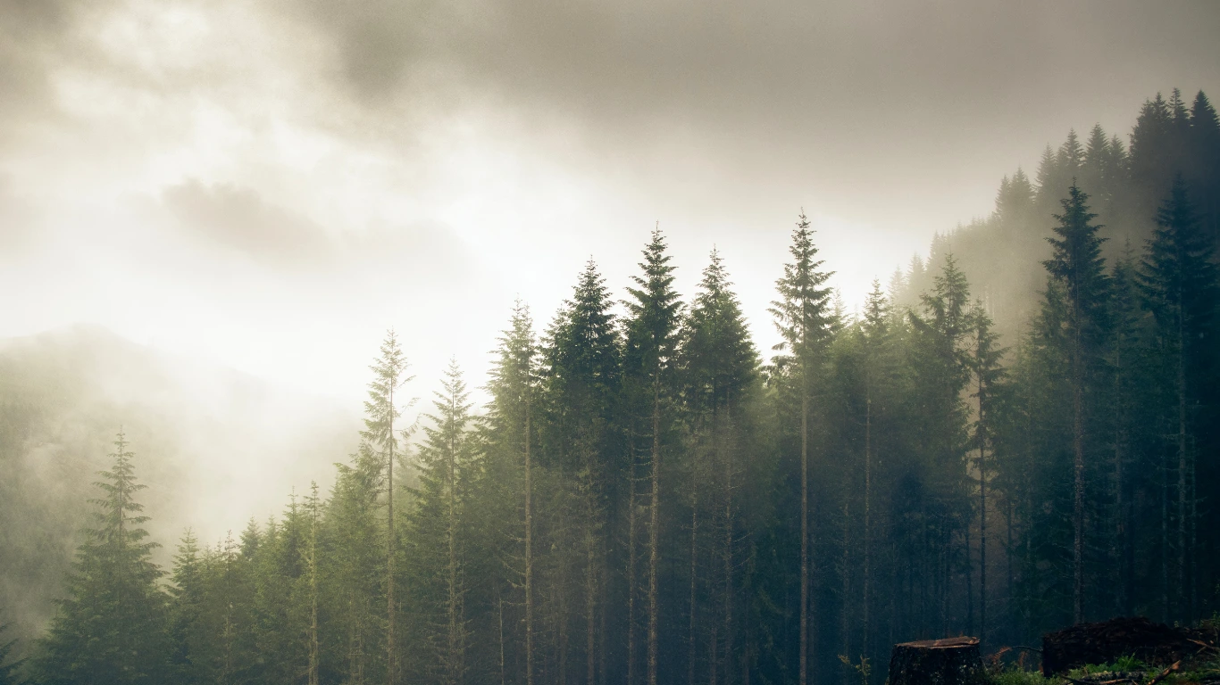 Acuerdo de Nest de 750 millones de dólares impulsa la campaña de silvicultura sostenible de BTG Pactual TIG