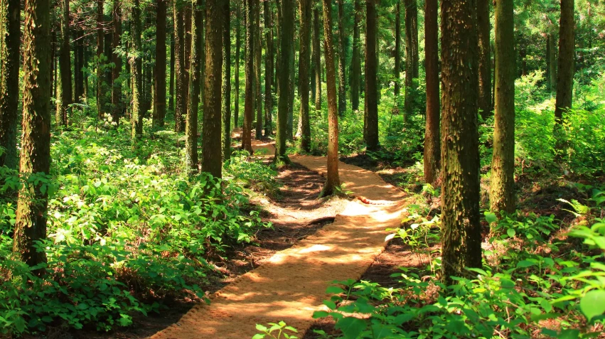 Brazil Leads the Way with First Investment in Global Tropical Forest Fund