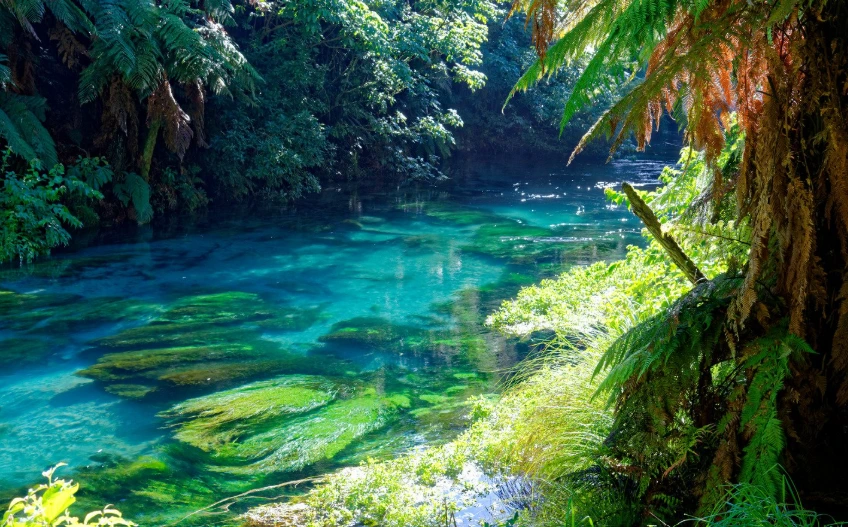 Air New Zealand Leads with First Verified Domestic Carbon Removals