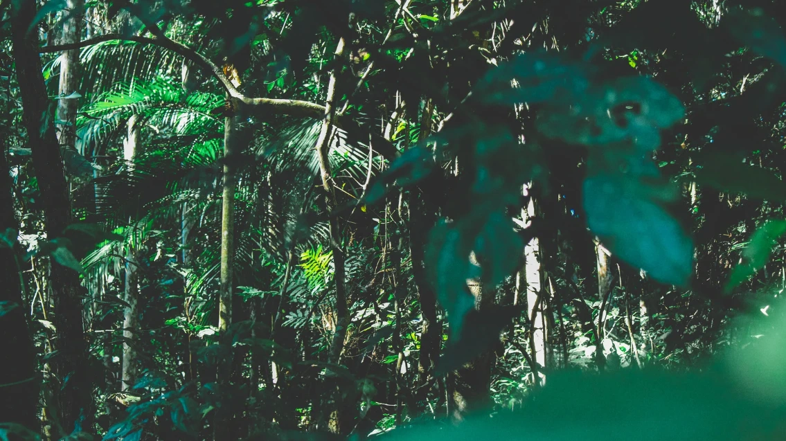 COP30: Pertarungan Bahan Bakar Fosil dan Pendanaan Hutan Bertabrakan di Amazon